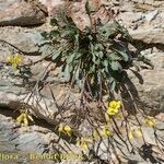 Brassica repanda Habitus