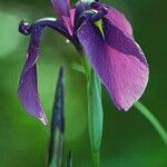 Iris ensata Blomma