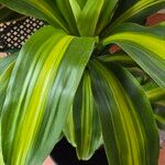 Dracaena fragrans Folha