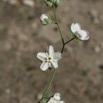 Omphalodes linifolia Λουλούδι