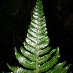 Thelypteris curta Leaf