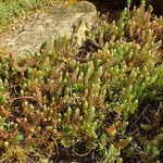 Petrosedum rupestre Hábito