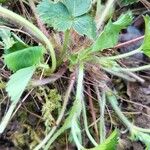 Potentilla sterilisFolio