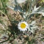 Erigeron pubescens Cvet