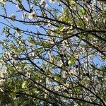 Prunus dulcis Агульны выгляд