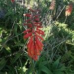 Aloe ciliaris Квітка