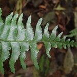 Hymenasplenium unilaterale Лист