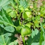 Nicandra physalodes Gyümölcs