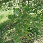 Quercus macrocarpa Blad