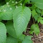 Circaea canadensis Blatt