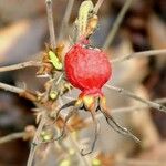 Rosa villosa Fruit