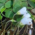 Oxalis acetosella Fleur