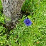 Centaurea cyanusFleur