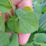 Rhynchosia minima Leaf