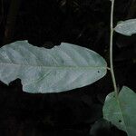 Monanthotaxis laurentii Leaf