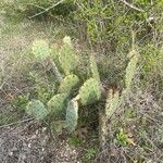 Opuntia littoralis List