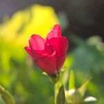 Linum grandiflorum Flower