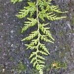 Asplenium adiantum-nigrum 葉