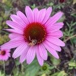 Echinacea angustifoliaFlower