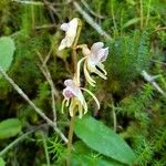 Epipogium aphyllum Flor