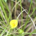 Zornia capensis Flower
