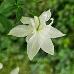 Aquilegia vulgaris Flower