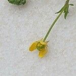Ranunculus trilobus