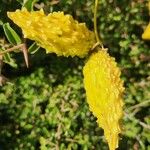 Pentarrhinum insipidum Frucht