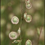 Thysanocarpus curvipes Φρούτο