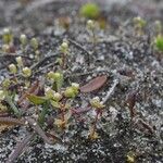 Radiola linoides Vivejo
