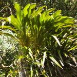 Cordyline mauritiana Φύλλο