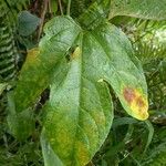 Cayaponia racemosa Leaf