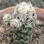 Mammillaria gracilis Liść