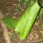 Curcuma longa Blad