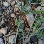 Astragalus stella Fruit