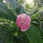 Costus lucanusianus Blüte