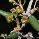 Ceanothus crassifolius Плод