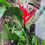 Heliconia angusta Virág