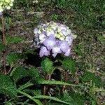 Hydrangea hirta Λουλούδι