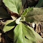 Verbascum thapsus 叶