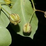 Pisonia macranthocarpa 果實
