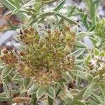 Echinophora spinosa Virág