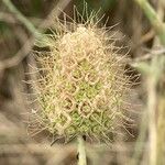 Scabiosa atropurpurea Fruto