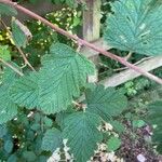 Holodiscus discolor Feuille