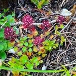 Thymus pulegioidesফুল