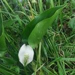 Calla palustris Blüte