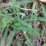 Achillea odorata 葉