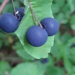 Lonicera nigra Fruit