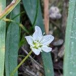 Sagina glabra Flower