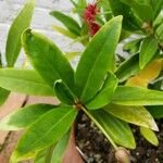 Illicium floridanum Fuelha